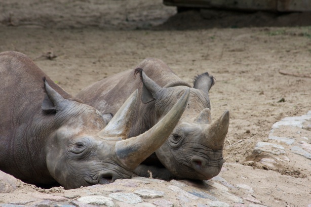 Old Rhino Couple